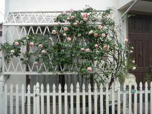 つるバラをフェンスに這わせる つるバラの庭を造ろう
